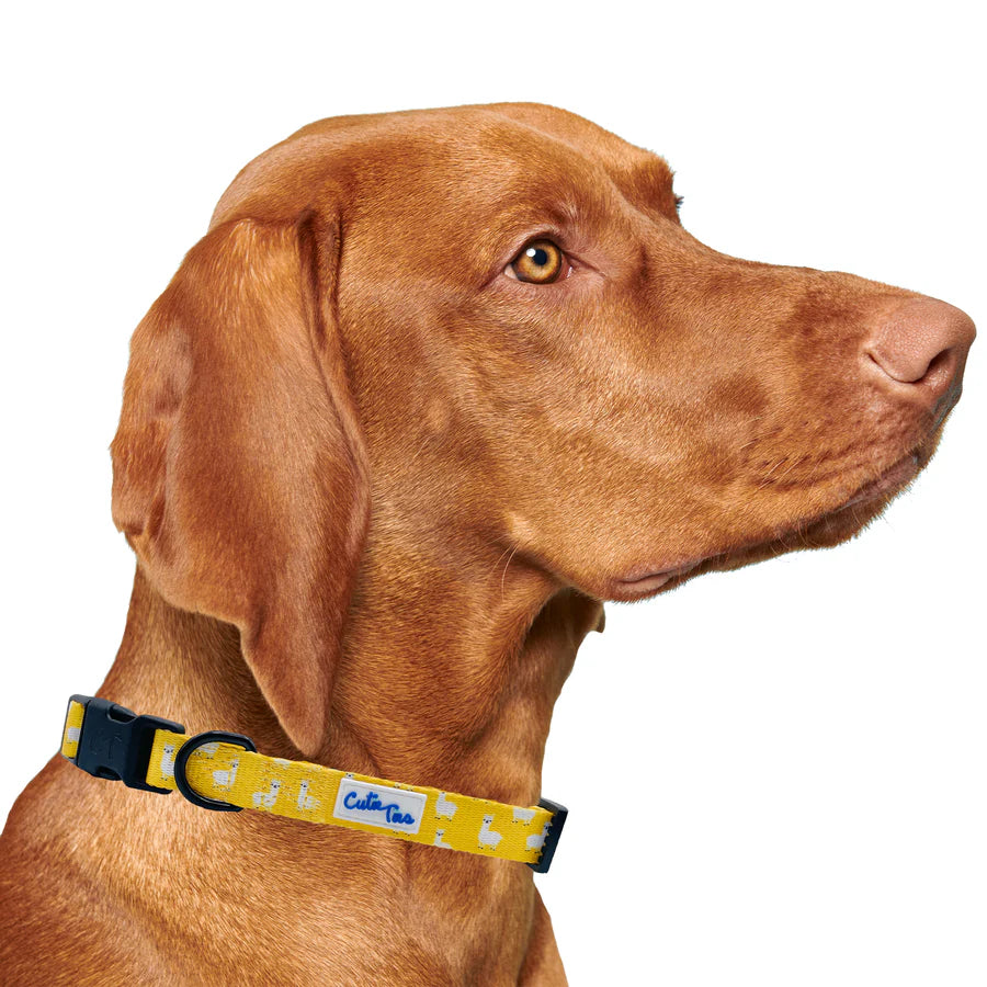 yellow_llama_collar on dog
